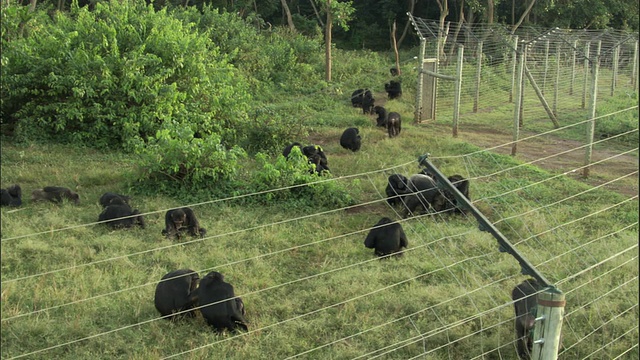 乌干达恩甘巴岛，恩甘巴岛黑猩猩保护区视频素材