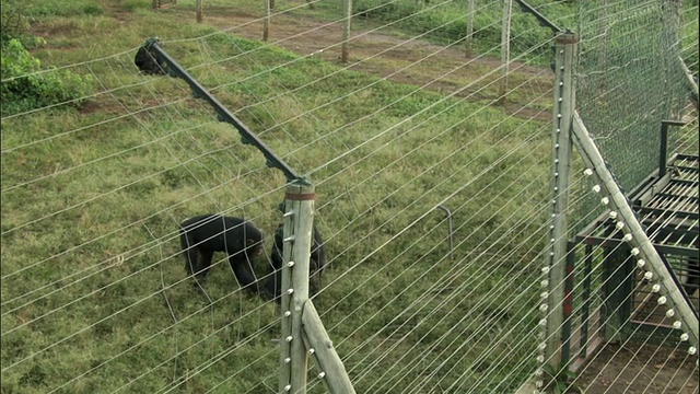 乌干达恩甘巴岛的黑猩猩保护区视频素材