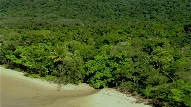 WS ZI CU AERIAL Daintree海岸线和海滩，凯恩斯，昆士兰，澳大利亚视频素材