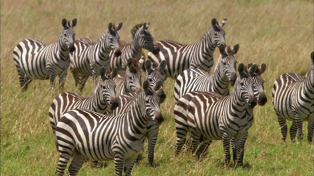 肯尼亚马赛马拉(Masai Mara)视频素材