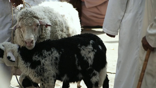 MS SELECTIVE FOCUS Sheep在拍卖，巴拉，阿曼视频素材