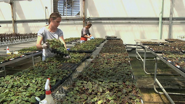 美国密歇根州卡尔顿市，两名女工人分拣和搬运鲜花视频素材