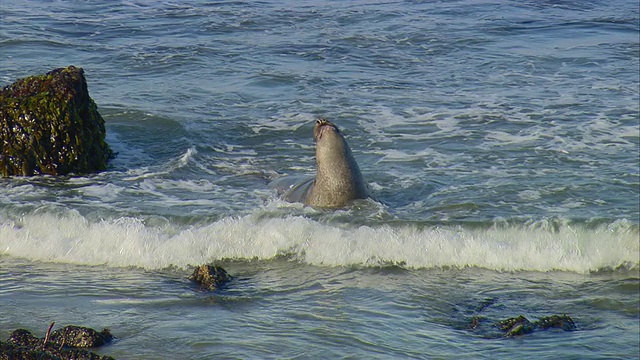 MS HA Northern Elephant Seal (Mirounga angustirostris)在美国加利福尼亚州圣西蒙附近的太平洋海浪中游泳视频素材