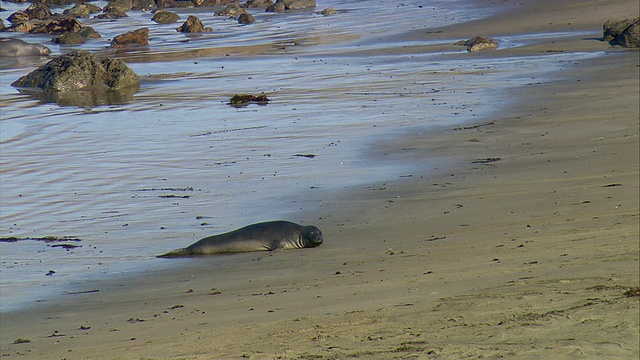 WS年轻的北方象海豹(Mirounga angustirostris)在海滩附近的圣西蒙，美国加利福尼亚视频素材