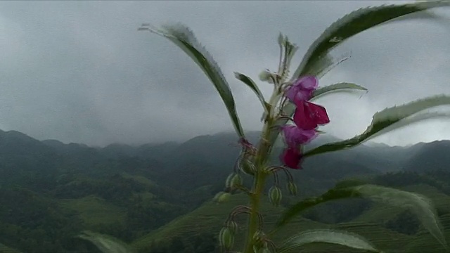 中国广西龙胜，在梯田前随风摇曳的WS HA PAN花视频素材