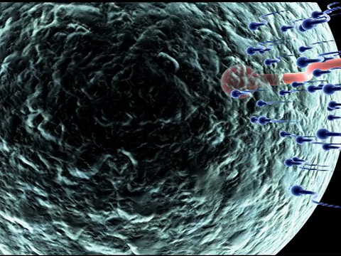 精子竞赛(SD)视频素材