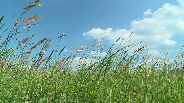 斯洛文尼亚Vrhnika:盛开鲜花的WS PAN SLO MO Meadow视频素材