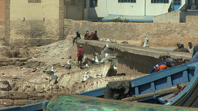 渔民，渔船和海鸥，Essaouira，摩洛哥视频素材