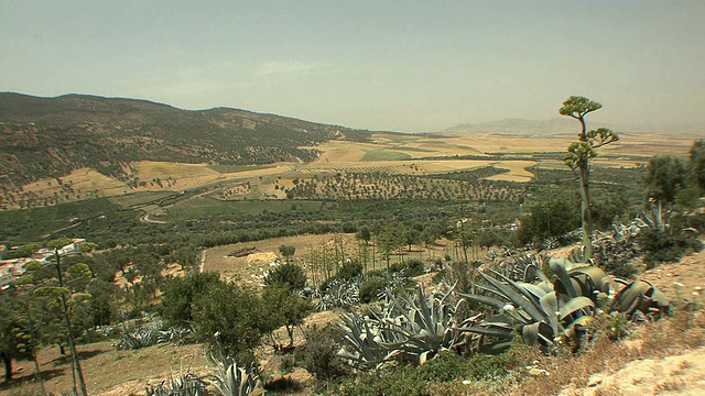 摩洛哥Moulay Idriss山坡上多肉植物景观视频素材