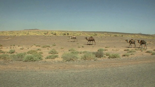 沙漠中的骆驼，Merzouga，摩洛哥视频素材