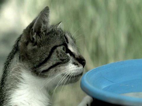 近距离的猫靠在鸟水盆和环顾四周视频素材