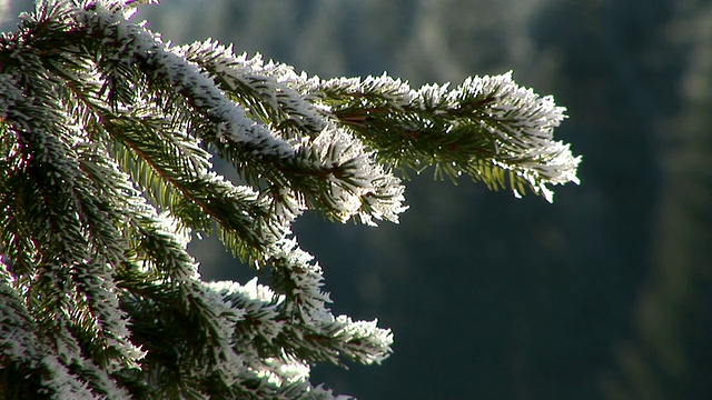 白雪覆盖的树枝视频素材