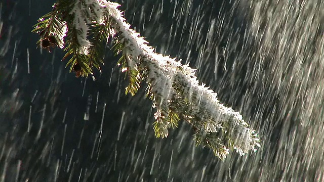 白雪覆盖的树枝视频素材