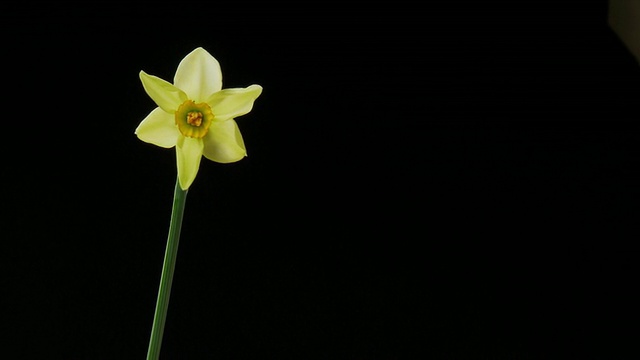 高清延时:盛开的水仙花视频素材