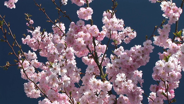 高清:粉红色的花朵视频素材