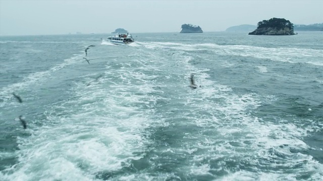 T/L CU妇女从船上喂海鸥，日本松岛视频素材