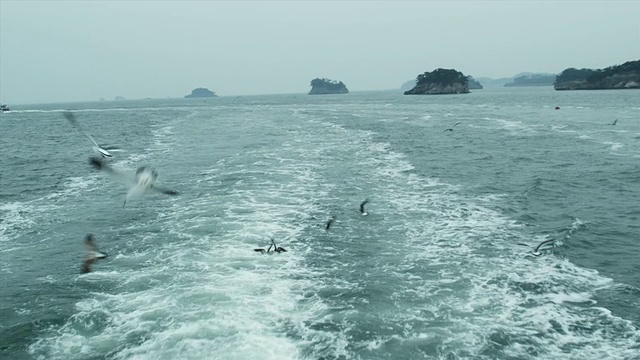 海鸥飞近渡轮，松岛，日本视频素材