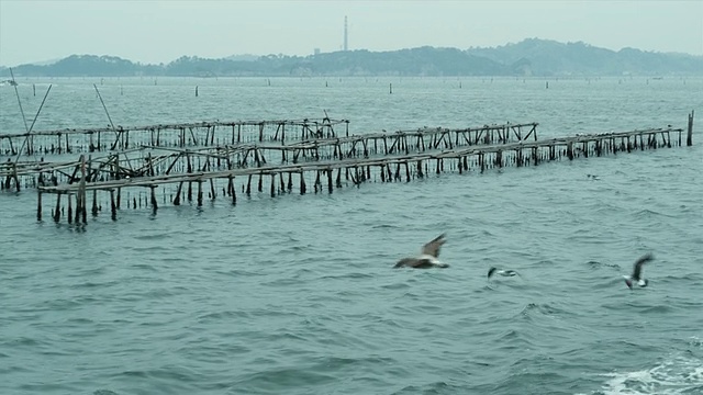 海鸥飞近渡轮，海藻农场的背景，松岛，日本视频素材