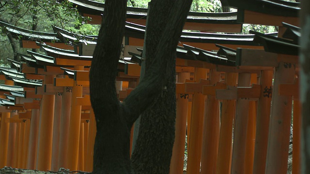 日本京都，通向Fushimi Inari Taisha神社内部的鸟居门，树干在前景中视频素材