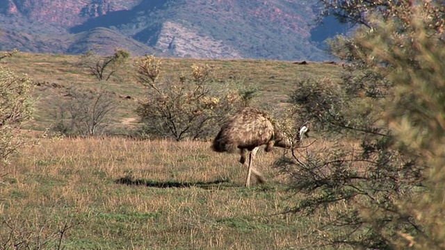 WS PAN Emu (Dromaius novaehollandiae)走在草地上，弗林德斯山脉的背景，南澳大利亚，澳大利亚视频素材