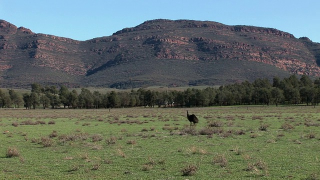 WS PAN Emu (Dromaius novaehollandiae)走在草地上，弗林德斯山脉的背景，南澳大利亚，澳大利亚视频素材