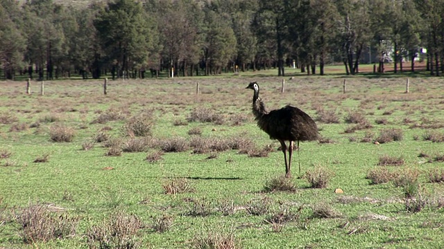 WS PAN Emu (Dromaius novaehollandiae)走在草地上，弗林德斯山脉的背景，南澳大利亚，澳大利亚视频素材