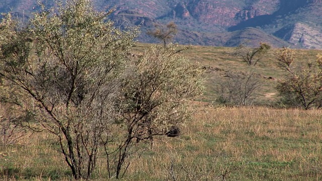 Emu (Dromaius novaehollandiae)在田野上吃草，弗林德斯山脉的背景，南澳大利亚，澳大利亚视频素材