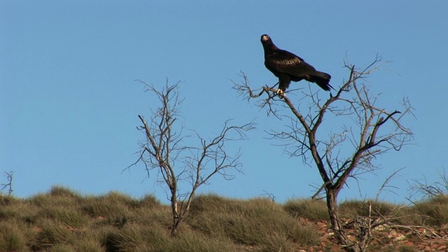 WS楔尾鹰(Aquila audax)栖息在光秃秃的树顶对晴朗的天空，弗林德斯山脉，南澳大利亚，澳大利亚视频素材