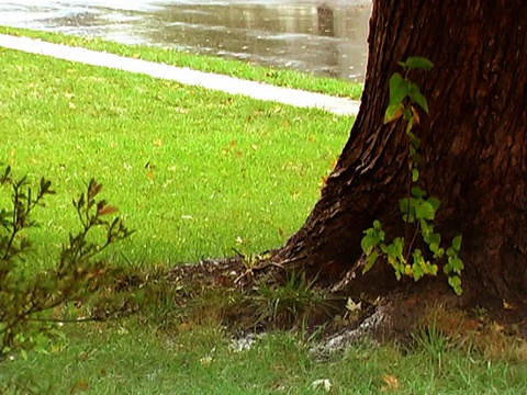 沉重的秋天的雨视频素材