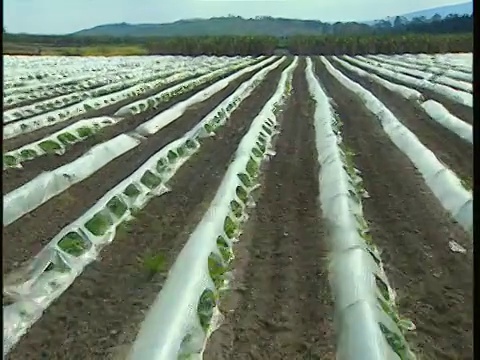 以色列加利利，用塑料包裹植物的空中WS场视频素材