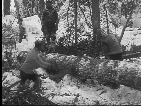 1927年，加拿大安大略省，蒙太奇伐木工人在森林中砍伐松树视频素材