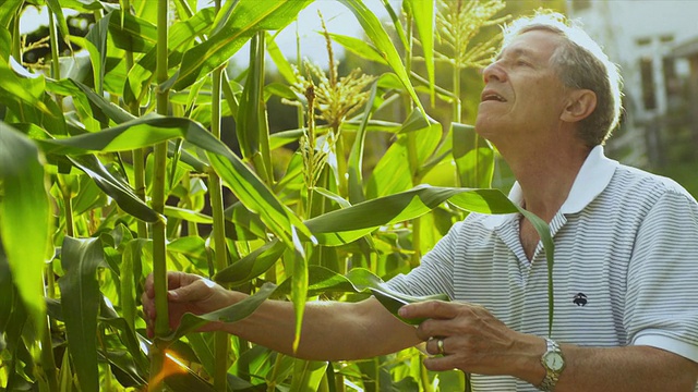 美国佛蒙特州多塞特，一名资深男子在自家花园检查玉米芯视频素材