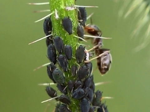 挤奶蚜虫NTSC视频素材