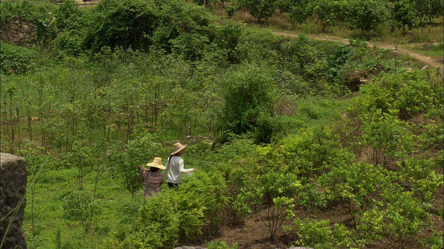 在中国广西壮族自治区桂林，农民们在田野中行走，背景是山脉视频素材