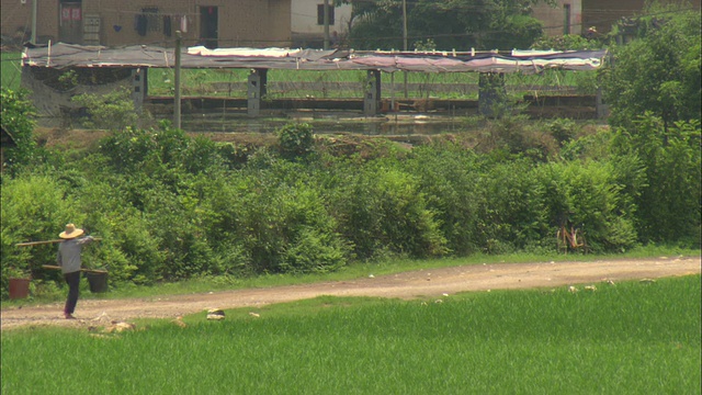 中国广西壮族自治区桂林，一名农民提着水桶在田间行走视频素材