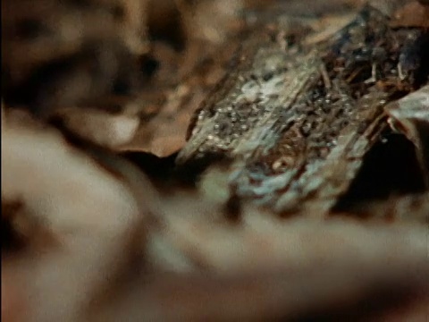 近距离拍摄亚马逊热带雨林蛇头视频素材