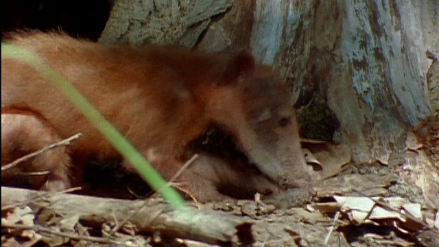 Coatimundi在树根中挖掘食物/吃/亚马逊视频素材