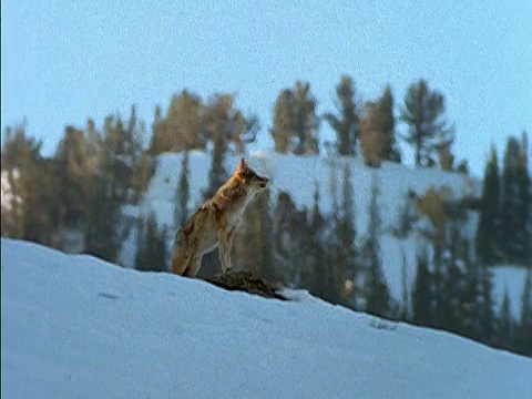 野狼在咆哮，栖息在雪山上的岩石上/黄石国家公园，美国视频素材