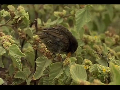 在加拉帕戈斯群岛以树枝上的芽为食的雀鸟视频素材