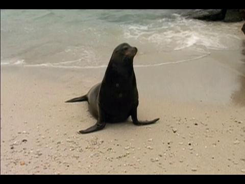 加拉帕戈斯海狮(Zalophus californianus wollebaeki)从海洋中浮出海岸/在海滩上停留并向后倾斜头部/热诺维萨岛，加拉帕戈斯群岛视频素材