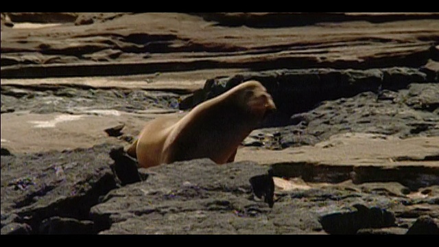 加拉帕戈斯海狮(Zalophus californianus wollebaeki)爬过岩石海岸线/加拉帕戈斯群岛视频素材