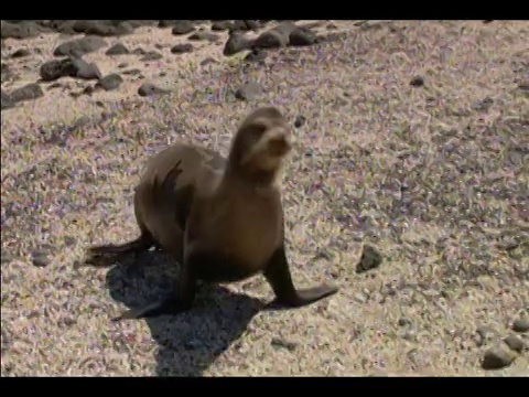 加拉帕戈斯海狮(Zalophus californianus wollebaeki)走在岩石海滩上/加拉帕戈斯群岛视频素材