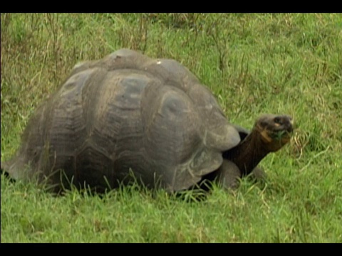 加拉帕戈斯象龟(Geochelone elephantopus)的侧面图，它的嘴里伸出了草叶/加拉帕戈斯群岛视频素材