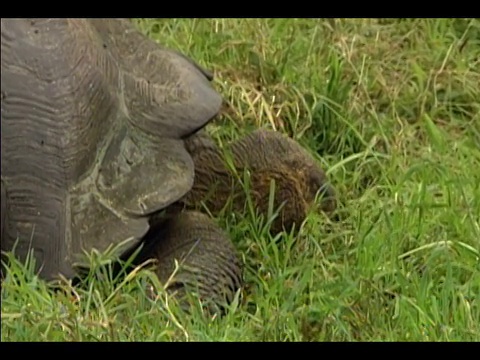 加拉帕戈斯象龟(Geochelone elephantopus)的Profile with blades of grass hanging out of its mouth / zoom out to view of tortoise sitting in grass / zoom in tortoise feeding on grass / Galapagos Islands视频素材