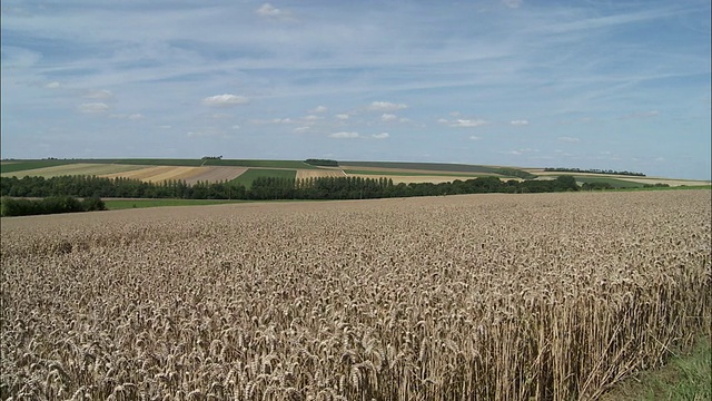 乡村景观与麦田前景，Voves, Beauce，法国视频素材