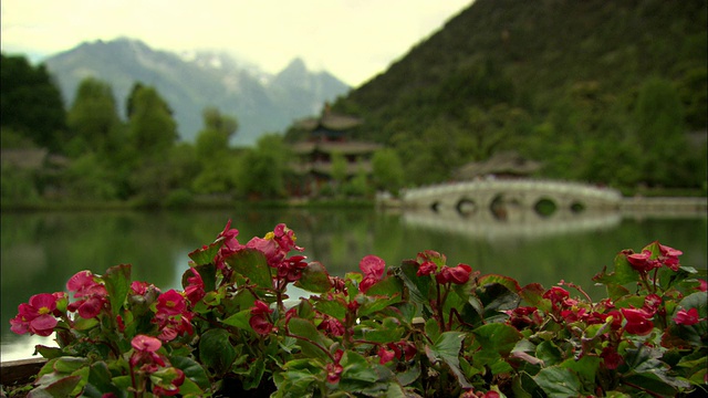 中国云南丽江，粉红色的花与湖和宝塔的背景视频素材