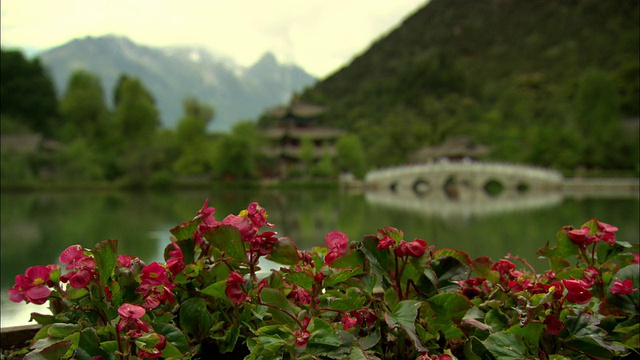 中国云南丽江，粉红色的花与湖和宝塔的背景视频素材