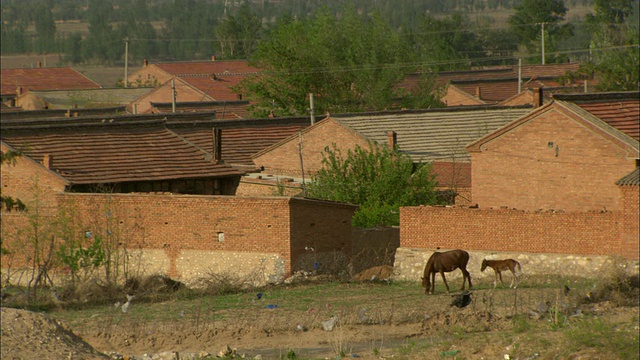 中国河北龙宝山村，沙丘侵占村庄，马在农舍外放牧视频素材