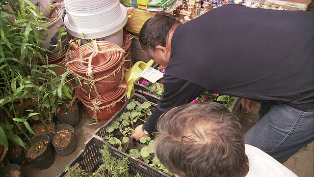 在中国北京的户外市场，顾客们正在查看成箱的植物幼苗视频素材