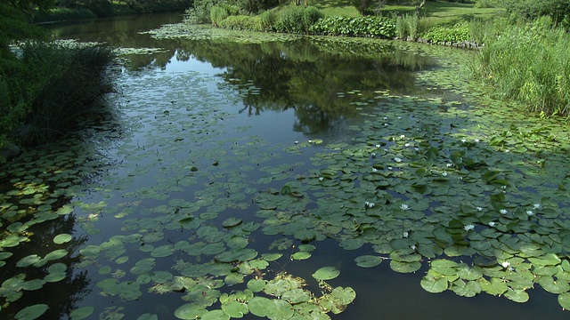 丹麦哥本哈根植物园景观视频素材